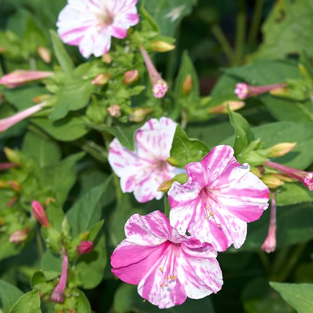 Four O'Clock Mirabilis jalapa Seeds for planting in flower bed