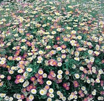 Mixed Erigeron Flower seeds for Planting - Drought Tolerant, Heirloom & GMO Free Seeds for Home Garden
 
 Sale seeds for planting in home garden