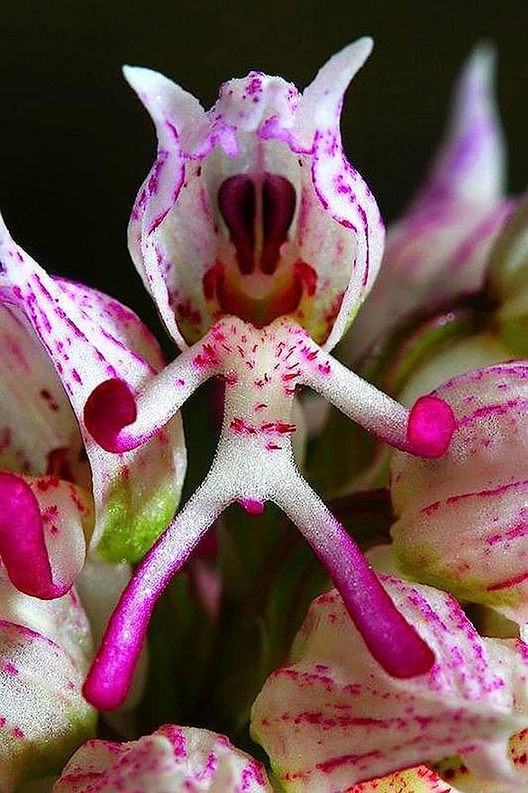 Slipper Orchid Plant Seeds For Stunning Floral Displays: Premium Quality Gardening Enthusiasts