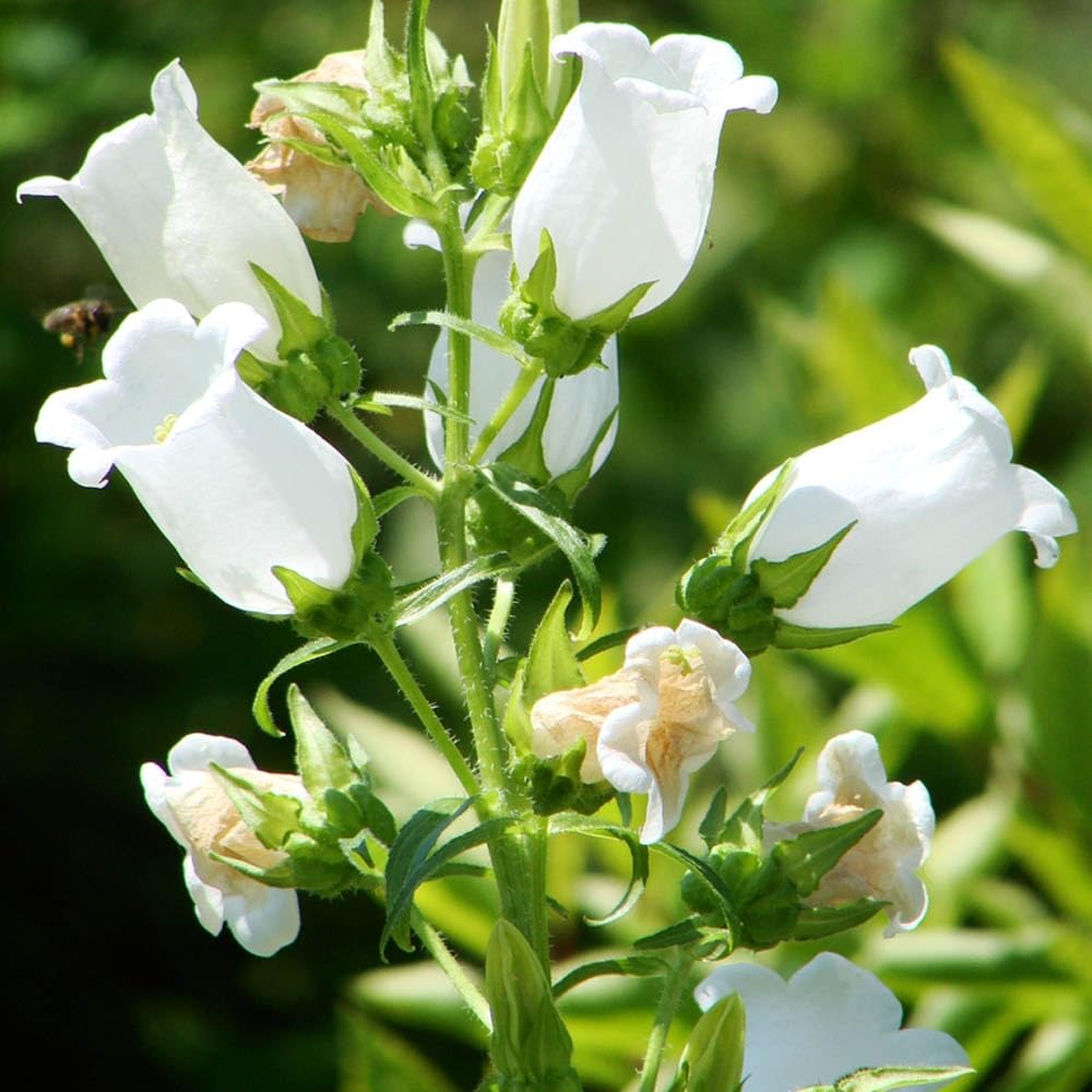White Bellflower Campanula Pyramidalis for cottage garden