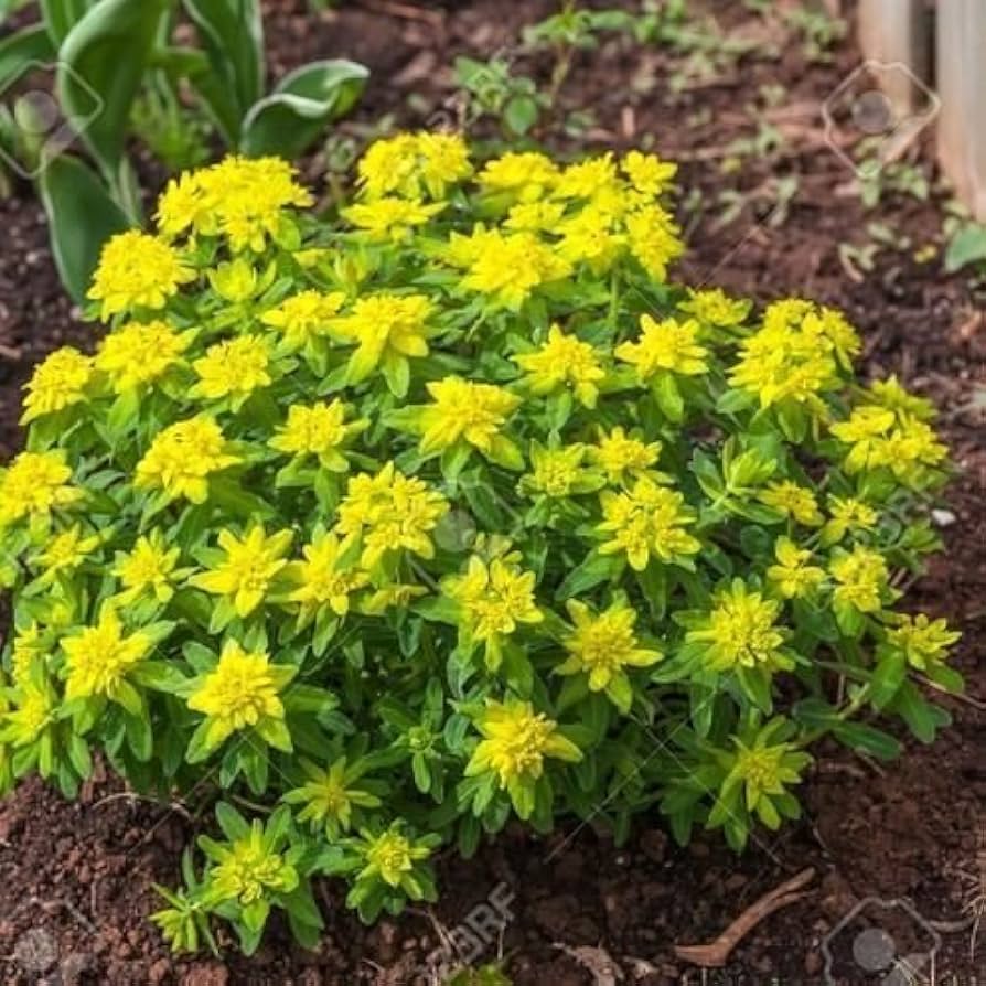 Euphorbia Polychroma Euphorbia polychroma for planting in flower bed