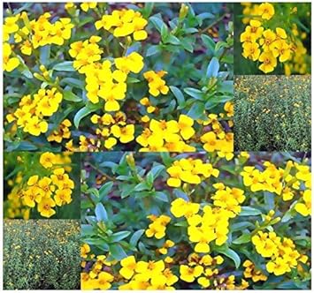 Tagetes Lucida Flower seeds for Planting Perfect for Borders Heirloom & GMO Free Seeds for Home Garden 
 
 Sale for planting in home garden