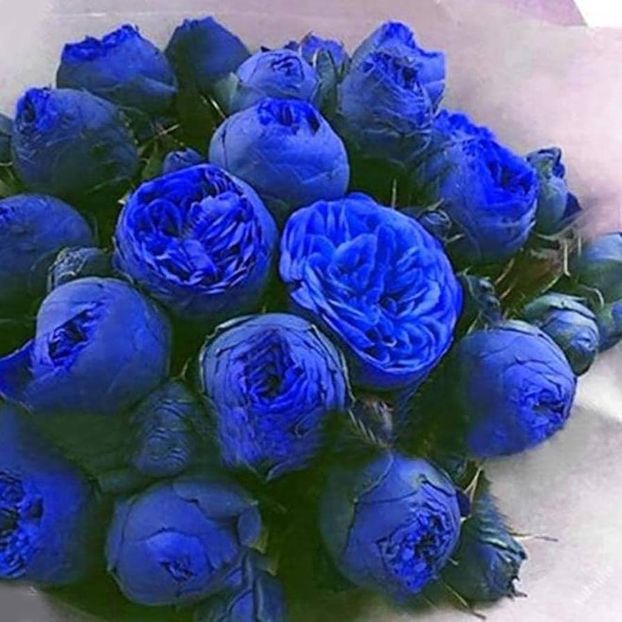 Blue Ranunculus Flower seeds for Planting - Cottage Garden Essential, Heirloom & GMO Free Seeds for Home Garden
 
 Sale for planting in home garden.