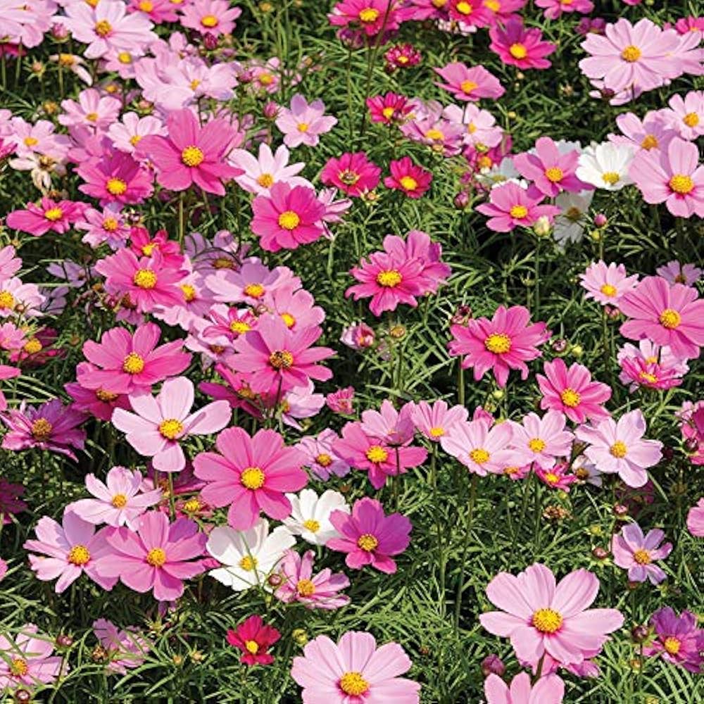 Cosmos Sensation Pinkie Flower Seeds for soft pink blooms in garden