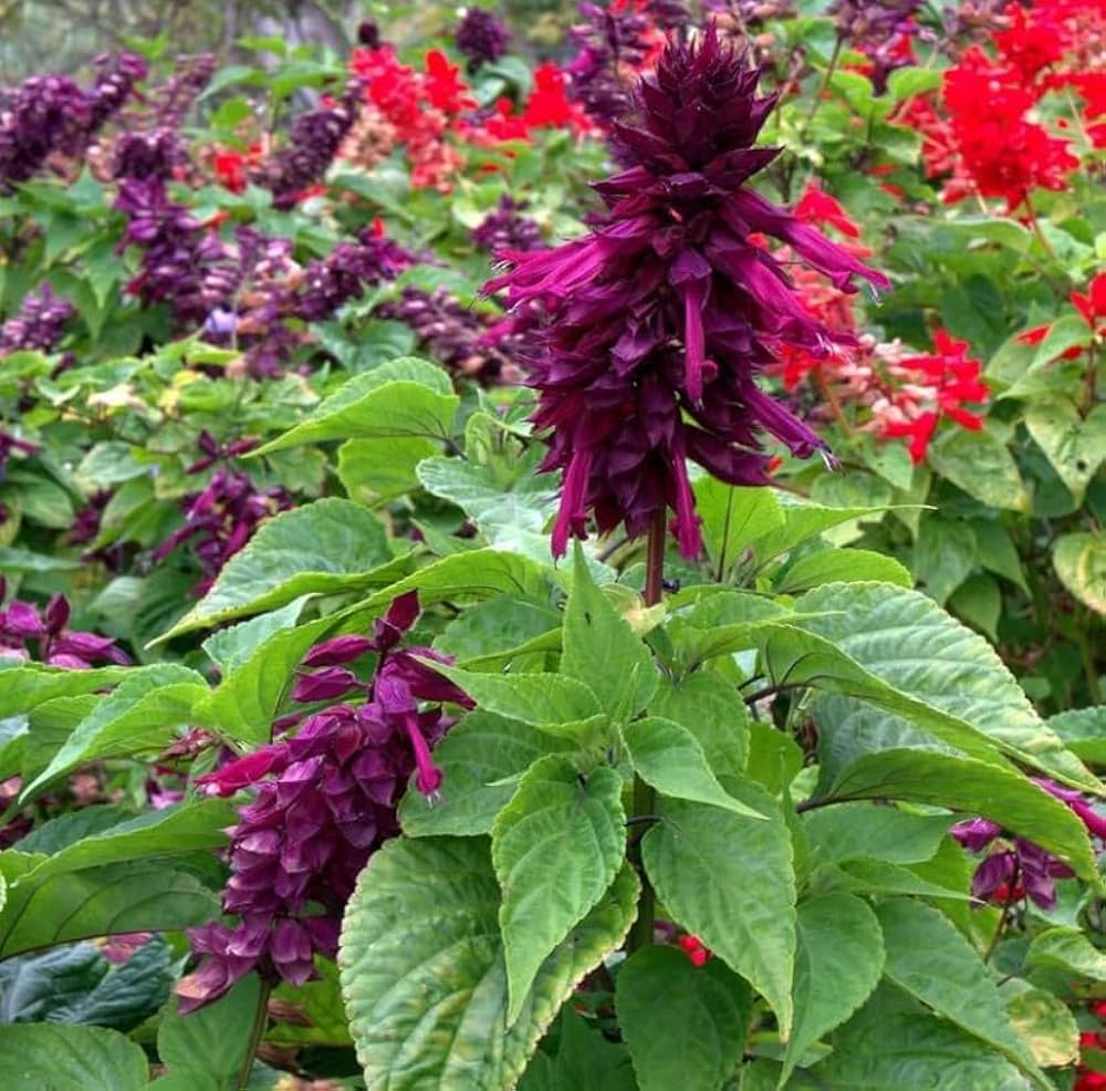Purple Salvia Splendens Sizzler for planting in butterfly garden