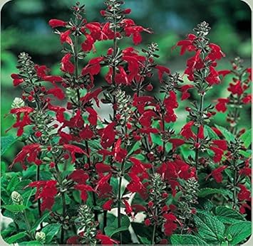 Deep Red Scarlet Sage Flower Seeds - Flower seeds for Planting - Compact Growth, Heirloom & GMO Free Seeds for Home Garden
 
 Sale for planting in home garden