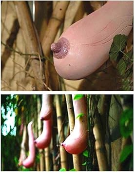 Pink Vietnam Milk Flower seeds for Planting Premium Quality Heirloom & GMO Free Seeds for Home Garden 
 
 Sale seeds for home garden planting