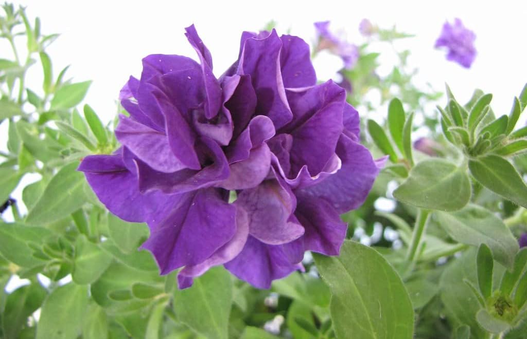 Double Violet Petunia Flower seeds for Planting - Cottage Garden Essential, Heirloom & GMO Free Seeds for Home Garden
 
 Sale for planting in home garden