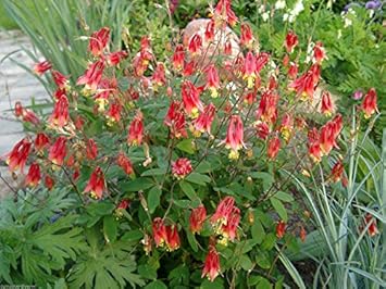 Red Yellow Aquilegia Flower seeds for Planting - Pollinator Friendly, Heirloom & GMO Free Seeds for Home Garden
 
 Sale seeds for home garden