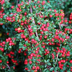 Cotoneaster Horizontalis Rock Cotoneaster Shrub Seeds for Hardy Ground Cover Plants