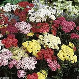 Purple Achillea / Yarrow seeds for beautiful blooms