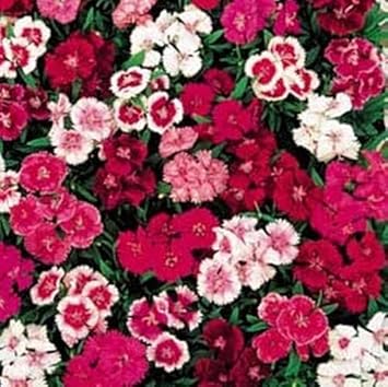 Mixed Dianthus Telstar Flower seeds for Planting - Colorful Display, Heirloom & GMO Free Seeds for Home Garden
 
 Sale seeds for home garden