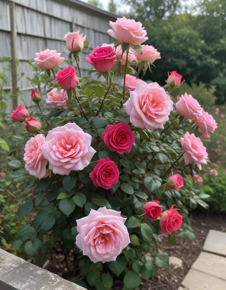 Climbing Rose Rosa spp. Seeds for planting in flower bed