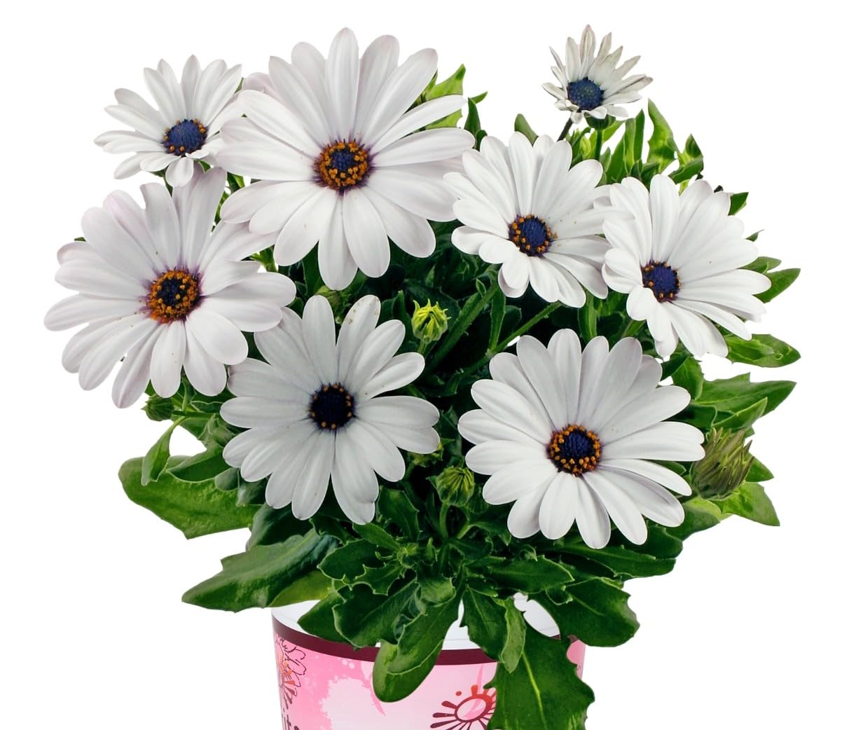 African Daisy Seeds for planting in flower bed