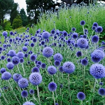 Echinops Ritro Flower seeds for Planting - Compact Growth, Heirloom & GMO Free Seeds for Home Garden
 
 Sale for planting in home garden.
