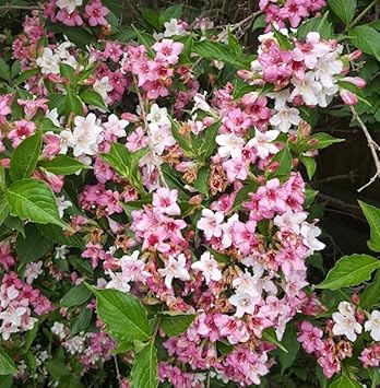 Mixed Weigela Seeds For Planting Flower