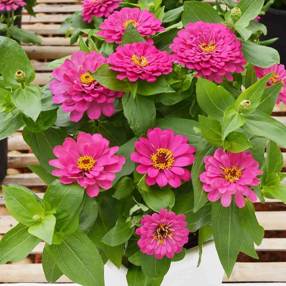 Deep Pink Zinnia Elegans Flower seeds for Planting - Wildflower Mix, Heirloom & GMO Free Seeds for Home Garden
 
 Sale seeds for planting in home garden