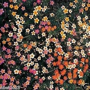 Mix Leptosiphon Flower seeds for Planting - Low Maintenance, Heirloom & GMO Free Seeds for Home Garden
 
 Sale seeds for planting in home garden