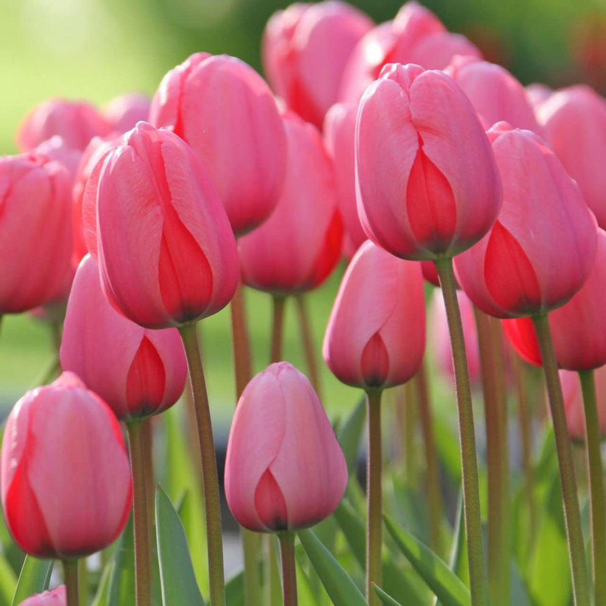 Tulip Pink Flower seeds for Planting - Hardy Variety, Heirloom & GMO Free Seeds for Home Garden
 
 Sale for planting in home garden.
