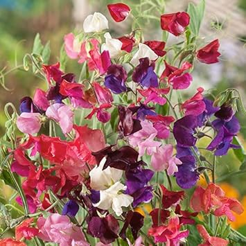 Pea Flower seeds for Planting Bright Blooms Heirloom & GMO Free Seeds for Home Garden 
 
 Sale for planting in home garden