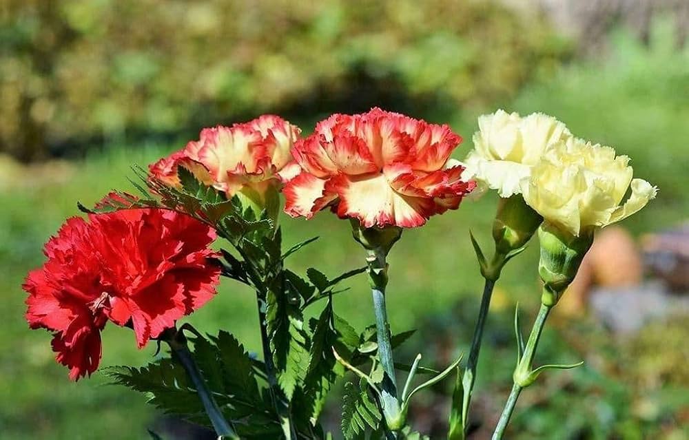 Carnation Dianthus Caryophyllus Seeds for planting in flower bed