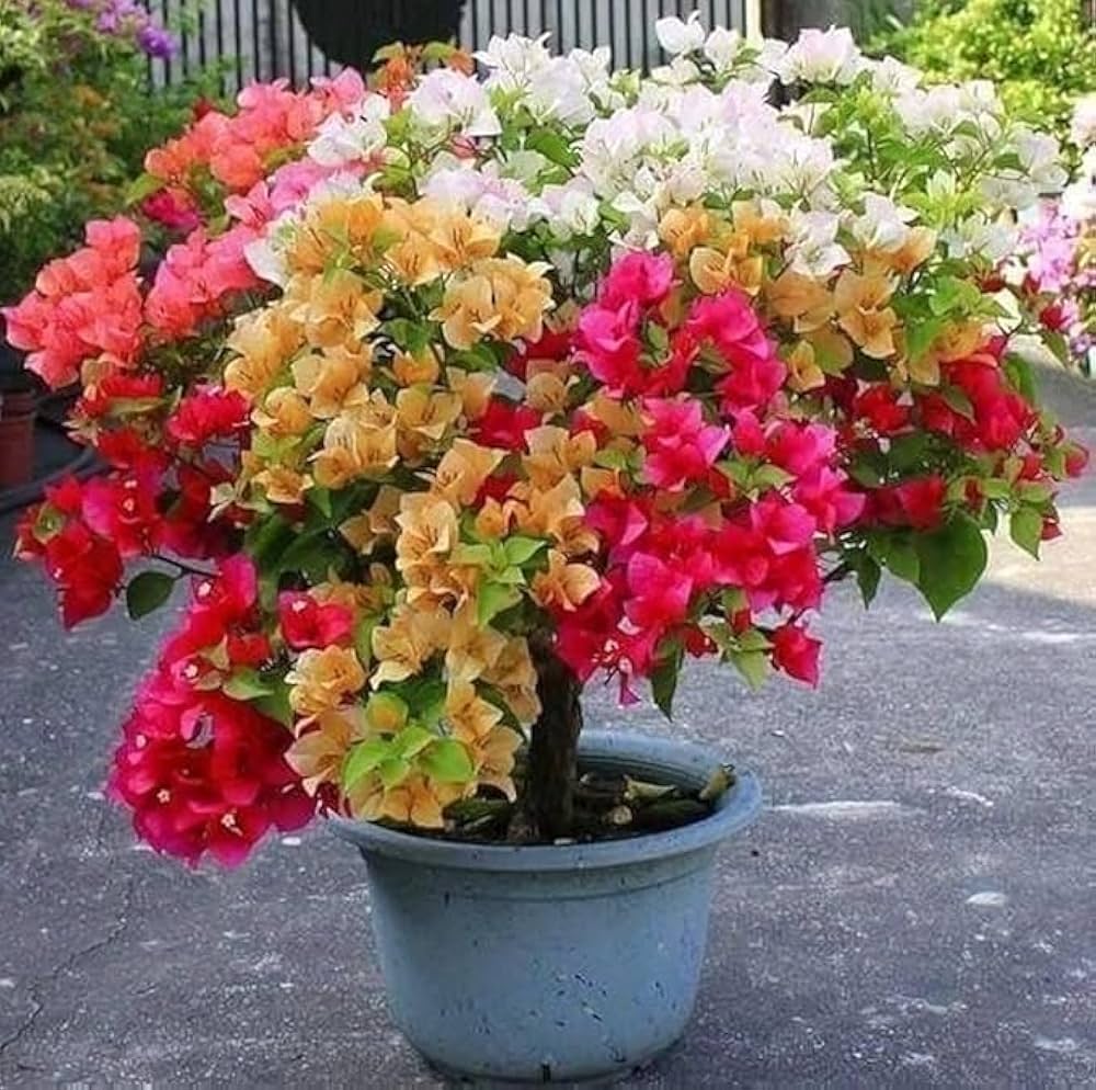 Garofano Bonsai Flowers Perennial Garden Flowers