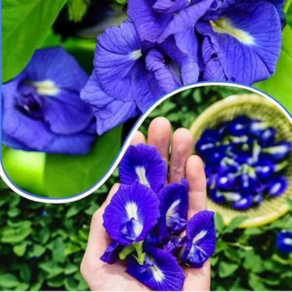 Scarlet Impatiens Sun and Shade seeds for flower beds