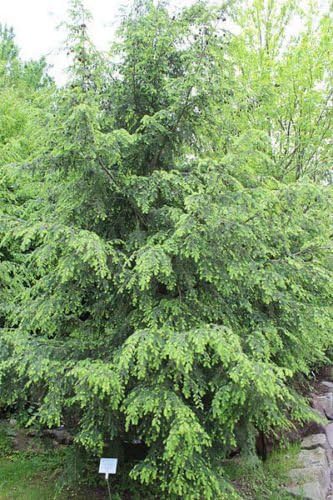 Tsuga Canadensis Eastern Hemlock Tree Seeds for Graceful Evergreen Trees