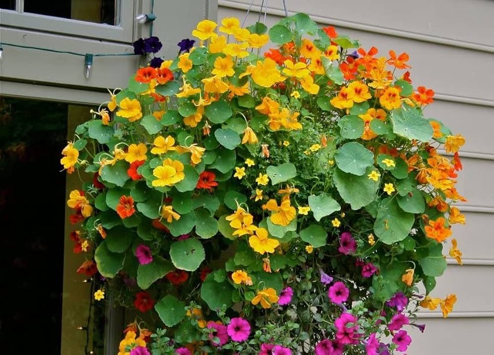 Nasturtium Tropaeolum majus for planting in flower bed