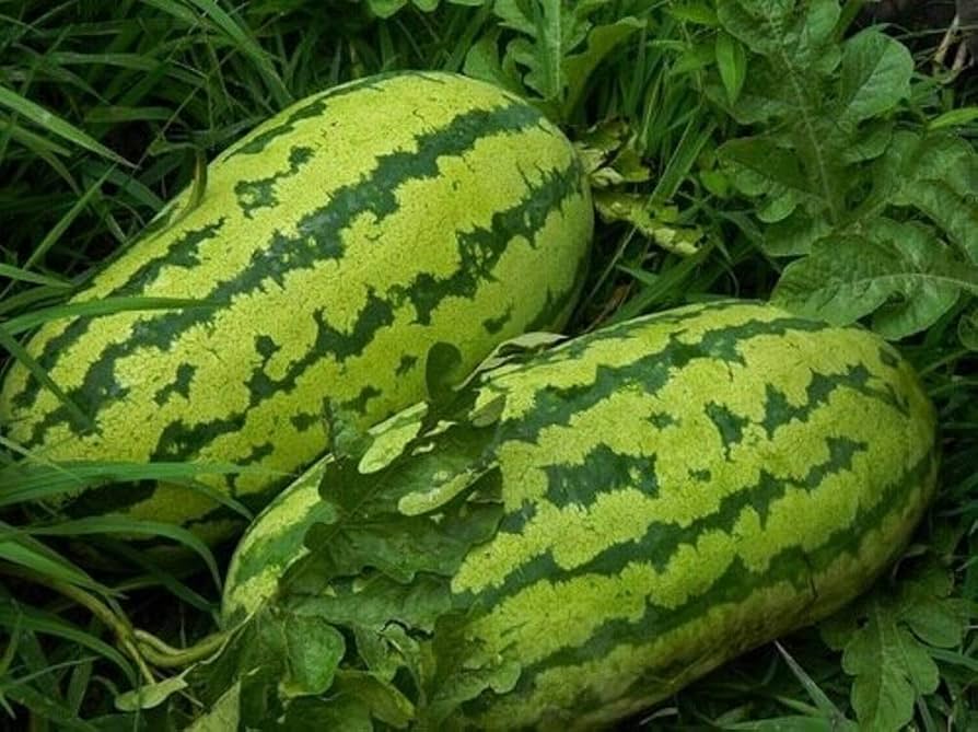 Florida Giant Watermelon Seeds for planting in vegetable patch