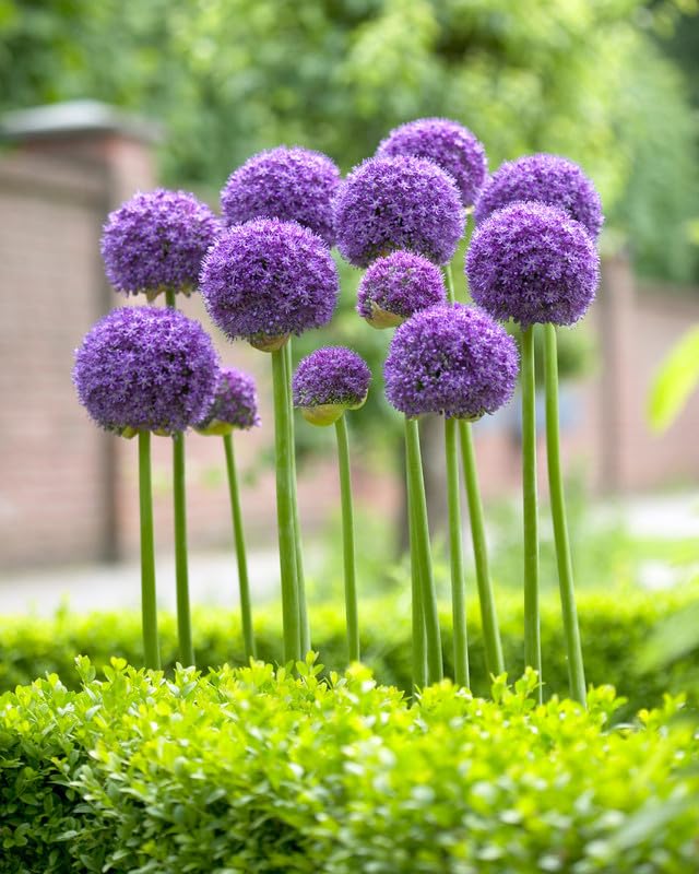 Giant Allium Allium giganteum for planting in ornamental garden
