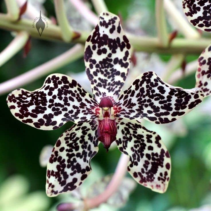 Japanese Tiger Orchid Dendrobium spp for planting in orchid garden