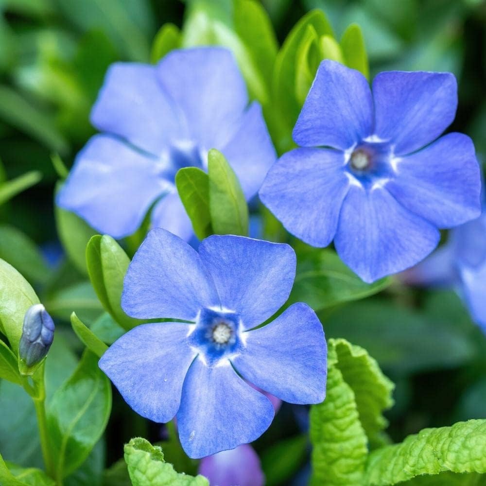 Vinca Minor Flower seeds for Planting - Perfect for Borders, Heirloom & GMO Free Seeds for Home Garden
 
 Sale seeds for home garden