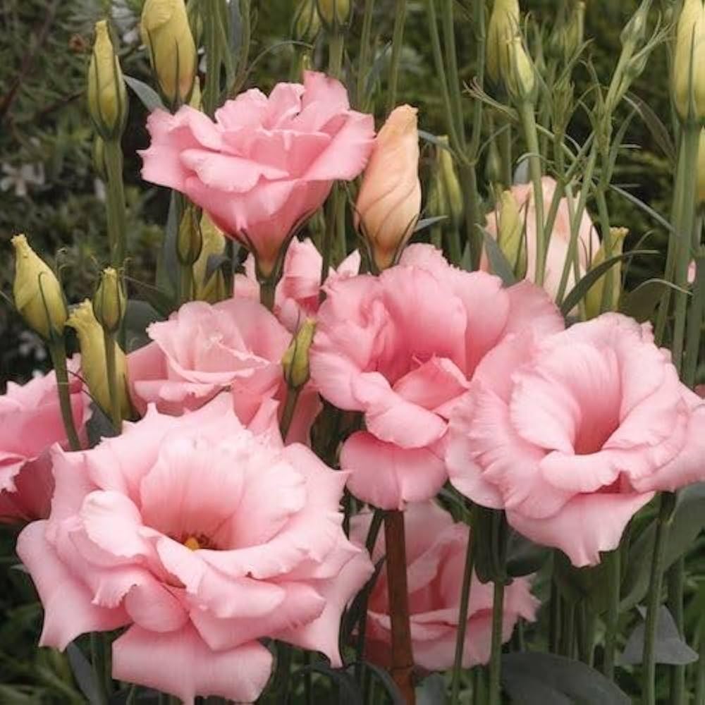 Pink Eustoma Ruffle Eustoma Seeds – Light Pink Eustoma Flower Seeds for Easy Planting