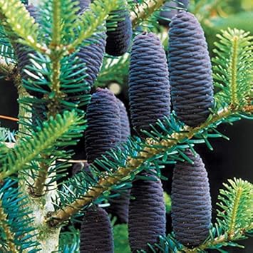 Violet Abies Flower seeds for Planting - Colorful Display, Heirloom & GMO Free Seeds for Home Garden
 
 Sale for planting in home garden