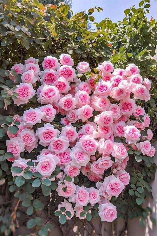 Light Pink Climbing Rose Flower seeds for Planting - Pollinator Friendly, Heirloom & GMO Free Seeds for Home Garden
 
 Sale seeds for home garden