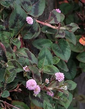 Polygonum Capitatum Flower seeds for Planting Low Maintenance Heirloom & GMO Free Seeds for Home Garden 
 
 Sale for planting in home garden