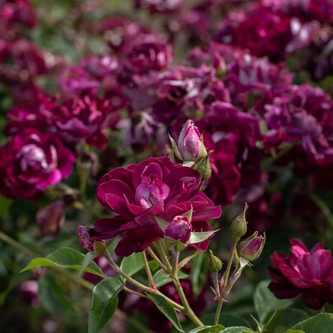 Burgundy Rose Planting Seeds Flower