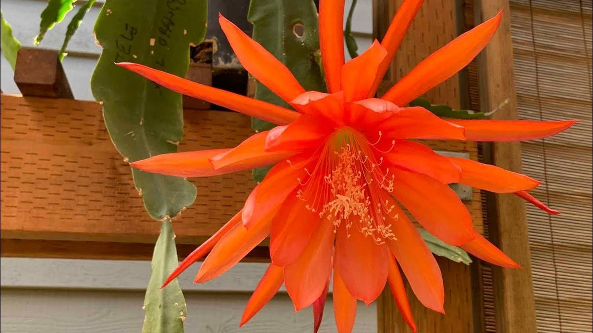 Orange (Orange Epiphyllum) seeds for planting in home garden