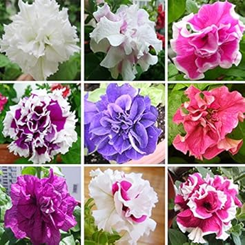 MultiColor Dahlia Flower Seeds for Planting Long Bloom Season Heirloom & GMO Free Seeds for Home Garden
 
 Sale for planting in home garden