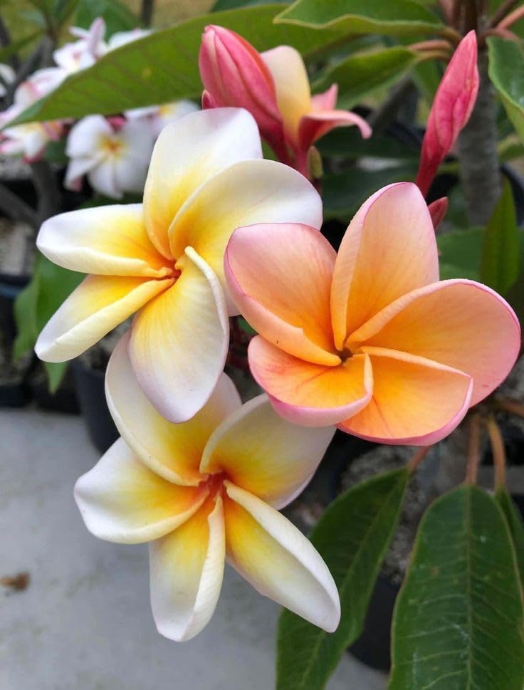 Mixed Color Plumeria Plumeria spp. for planting in home garden