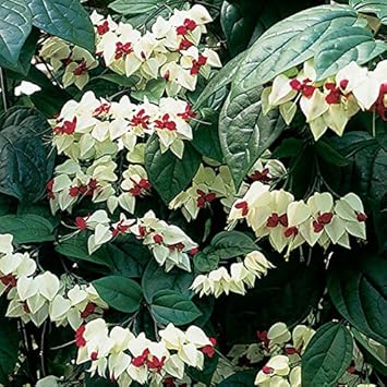 Dark Violet Aster Callistephus Flower Seeds for Planting Pollinator Friendly Heirloom & GMO Free Seeds for Home Garden
 
 Sale for planting in home garden