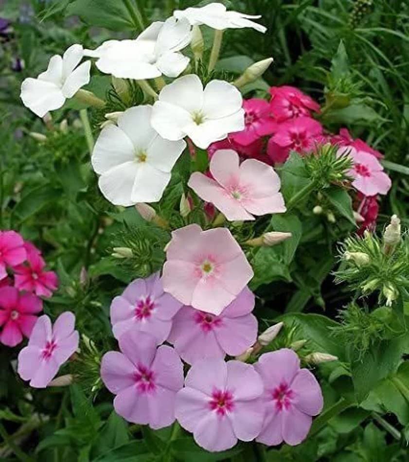 Mountain Phlox Flower Seeds Phlox paniculata for planting in flower bed