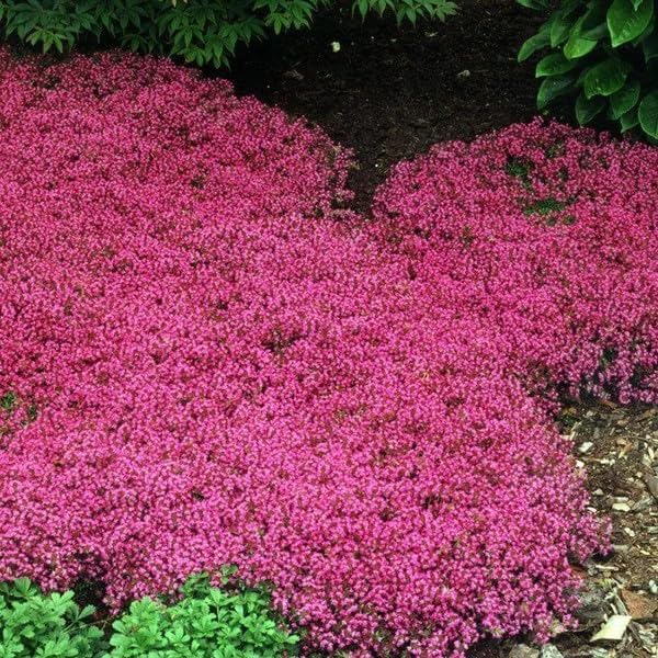 Red Creeping Flower seeds for Planting - Pollinator Friendly, Heirloom & GMO Free Seeds for Home Garden
 
 Sale seeds for planting in home garden