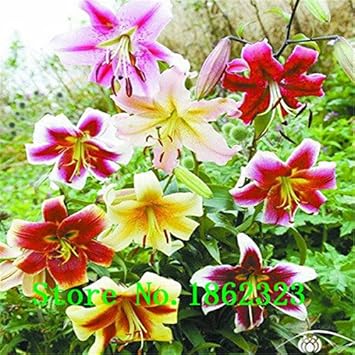 Mixed Flower seeds for Planting - Garden Favorite, Heirloom & GMO Free Seeds for Home Garden
 
 Sale seeds for planting in home garden