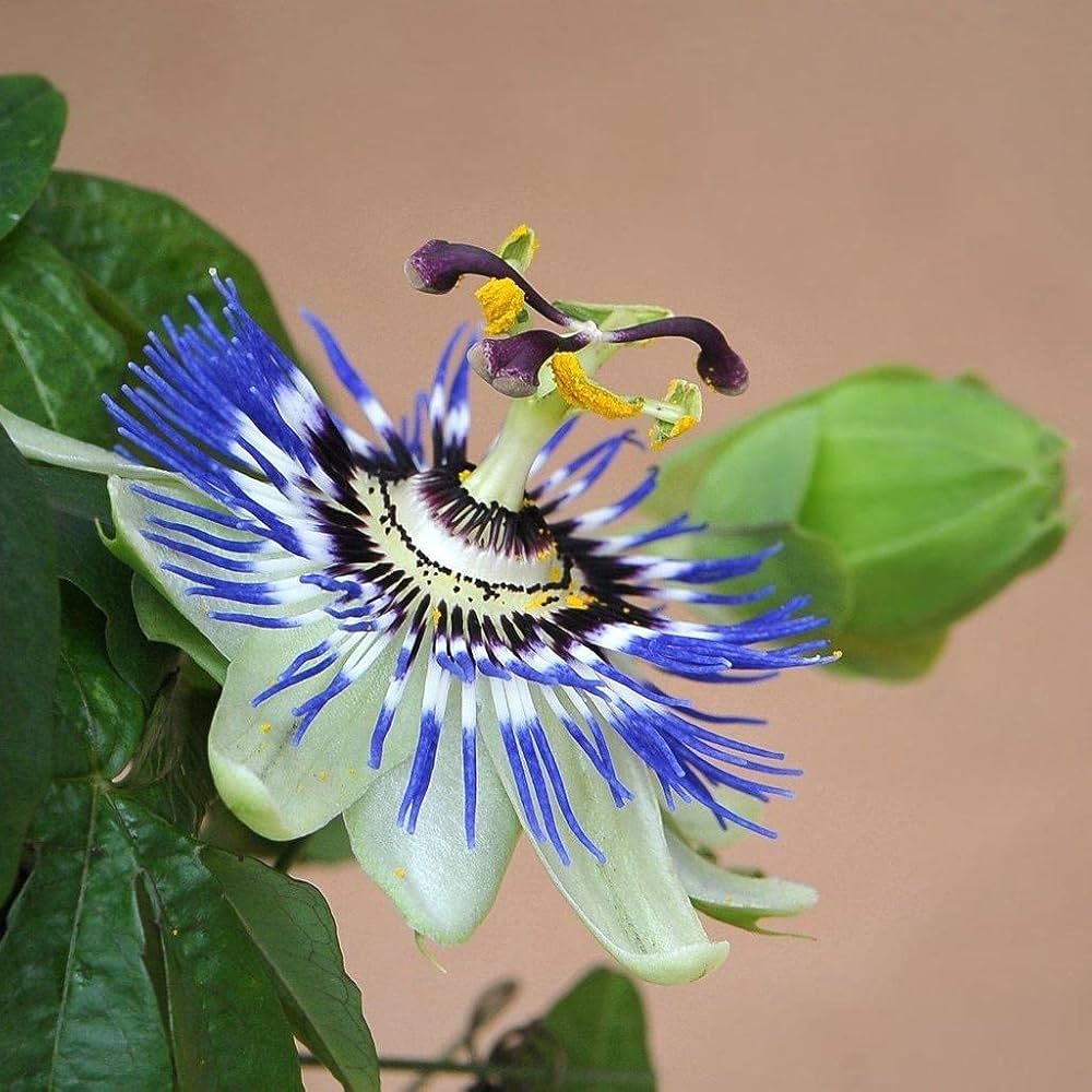 Passion Flower Seeds for exotic blooming vines