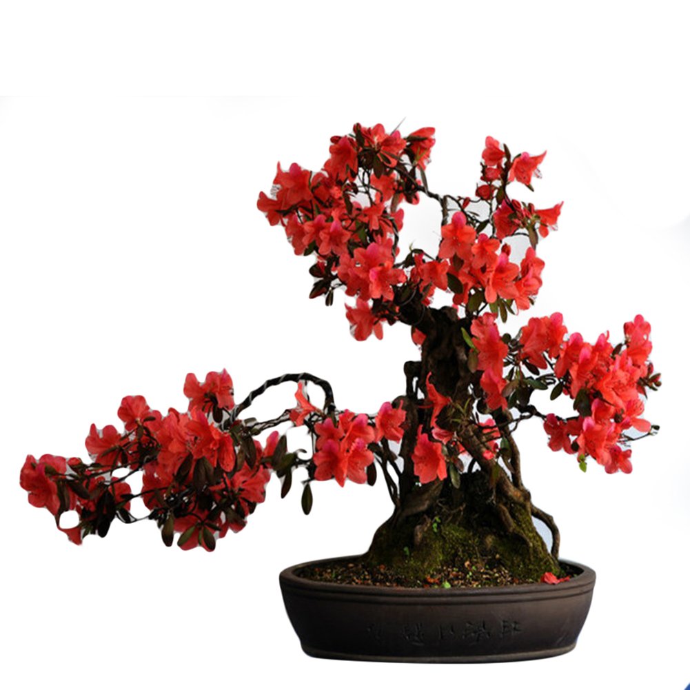 Simsii Bonsai Flower Seeds Planting Red