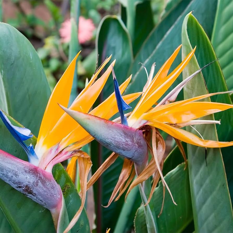 Gilliesii Bird of Paradise Strelitzia reginae for planting in urban garden