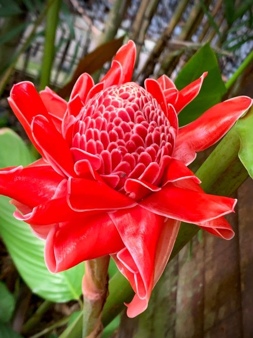 Torch (Torch Ginger) seeds for planting in home garden