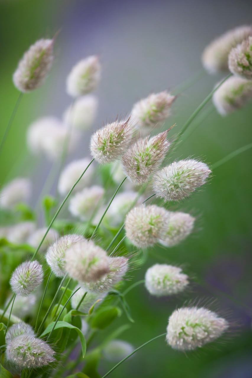 Lagurus (Lagurus Ovatus) seeds for planting in home garden